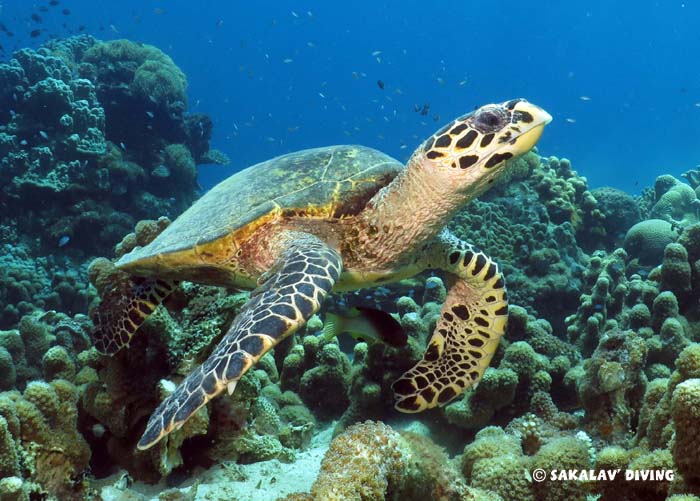 Snorkeling with hawksbill turtles in Nosy Be